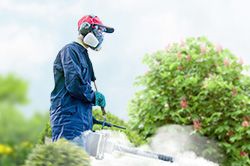 Обработка сада от паразитов - необходимые меры и их регулярность  в Севастополе