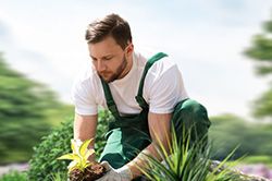 Озеленение и городское благоустройство, создание комфортной среды  в Севастополе