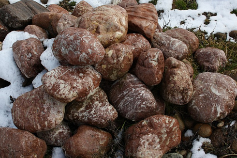 Kamenclub.ru: Розовый валунчик фр.100-300 мм.  купить в Севастополе крупный природный камень розовый, серый молочный красный речной галечник природный 7850 руб/т   фото КАМЕНЬ КЛУБ