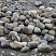 Kamenclub.ru: Речной валун (Ассорти) фр.100-300 мм.  купить в Севастополе галечник серый, темно-серый, светло-серый речная галька крупных размеров 4200 руб/т   фото КАМЕНЬ КЛУБ