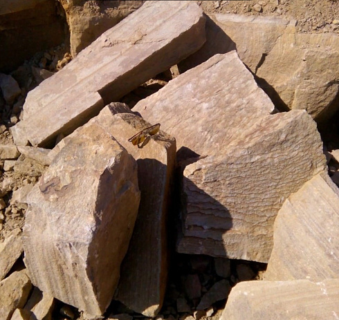 Kamenclub.ru: Песчаник пластушка желтый с рисунком (7-15 см)  купить в Севастополе плитняк - пластушка - бут желтый песчаник 10200 руб/м3   фото КАМЕНЬ КЛУБ