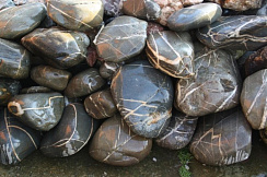 Kamenclub.ru: Валунчик Паутинник фр.100-300 мм  купить в Севастополе крупный природный камень галечник темно-серый с прожилками белый черный речной валунчик 5000 руб/т   фото КАМЕНЬ КЛУБ