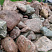 Kamenclub.ru: Конгломераты фр. 300-1000 мм.  купить в Севастополе кварц мрамор диабаз коричневый, серый зеленоватый речной валун крупный 6500 руб/т   фото КАМЕНЬ КЛУБ