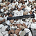Kamenclub.ru: Мраморная крошка (щебень крошка микс : белый-черный-розовый) фр. 20-40 мм.  купить в Севастополе мрамор белый, черный, розовый декоративная ландшафтная крошка 12000 руб/т   фото КАМЕНЬ КЛУБ
