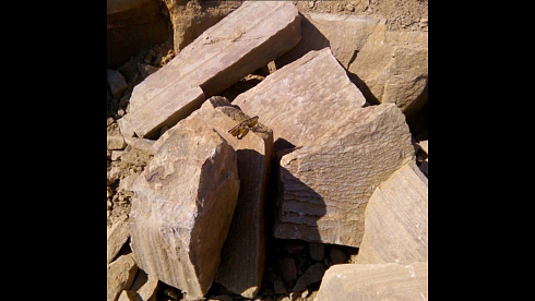 Kamenclub.ru: Песчаник пластушка желтый с рисунком (4-6 см)  купить в Севастополе плитняк пластушка желтый с рисунком песчаник 9 000 руб/м3   фото КАМЕНЬ КЛУБ