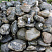 Kamenclub.ru: Валунчик Паутинник фр.100-300 мм  купить в Севастополе крупный природный камень галечник темно-серый с прожилками белый черный речной валунчик 5000 руб/т   фото КАМЕНЬ КЛУБ