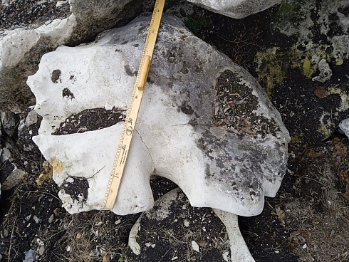 Kamenclub.ru: Выветренный известняк со мхом фр. 100-500 мм.  купить в Севастополе известняк серый белый зеленый валун известняковый крупный 10000 руб/т   фото КАМЕНЬ КЛУБ