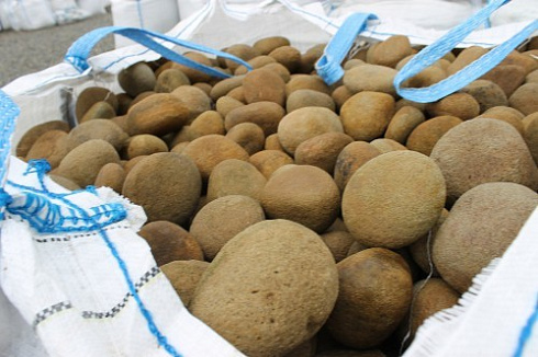 Kamenclub.ru: Песчаник ядра, фр. 100-300 мм  купить в Севастополе песчаник бежевый серый рыжий речная галька 5 000 руб/т   фото КАМЕНЬ КЛУБ