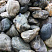 Kamenclub.ru: Речной валун Кабанчик фр.300-500 мм.  купить в Севастополе крупный природный камень галька серый, темно-серый речной валун галечник масштабный 7000 руб/т   фото КАМЕНЬ КЛУБ