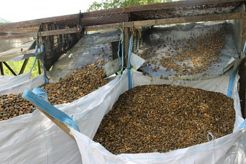 Kamenclub.ru: Галька окат (серо-желтая) фр.10-20 мм. купить  в Севастополе галька серо-желтая, рыжая, серый речная окатанная округлая галька 5000 руб/т   фото КАМЕНЬ КЛУБ