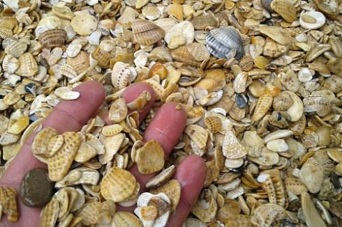фото Морская ракушка фр. 5-20 мм в интернет-портале КАМЕНЬ КЛУБ