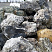 Kamenclub.ru: Черный гранит - кварцит фр. 100-500 мм.  купить в Севастополе мрамор гранит черный с белыми прожилками, серый, белый валун скальный колотый 7000 руб/т   фото КАМЕНЬ КЛУБ