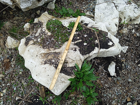 Kamenclub.ru: Выветренный известняк со мхом фр. 100-500 мм.  купить в Севастополе известняк серый белый зеленый валун известняковый крупный 10000 руб/т   фото КАМЕНЬ КЛУБ