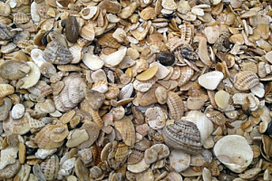 Морская ракушка фр. 5-20 мм  купить в Севастополе фото Камень Клуб